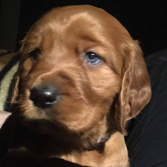 Meet your Posher, Pat - Picture 1 of 1